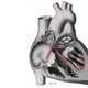 Illustration for article titled Here's The Gruesome Way A Doctor First Proved The Heart Pumps Blood